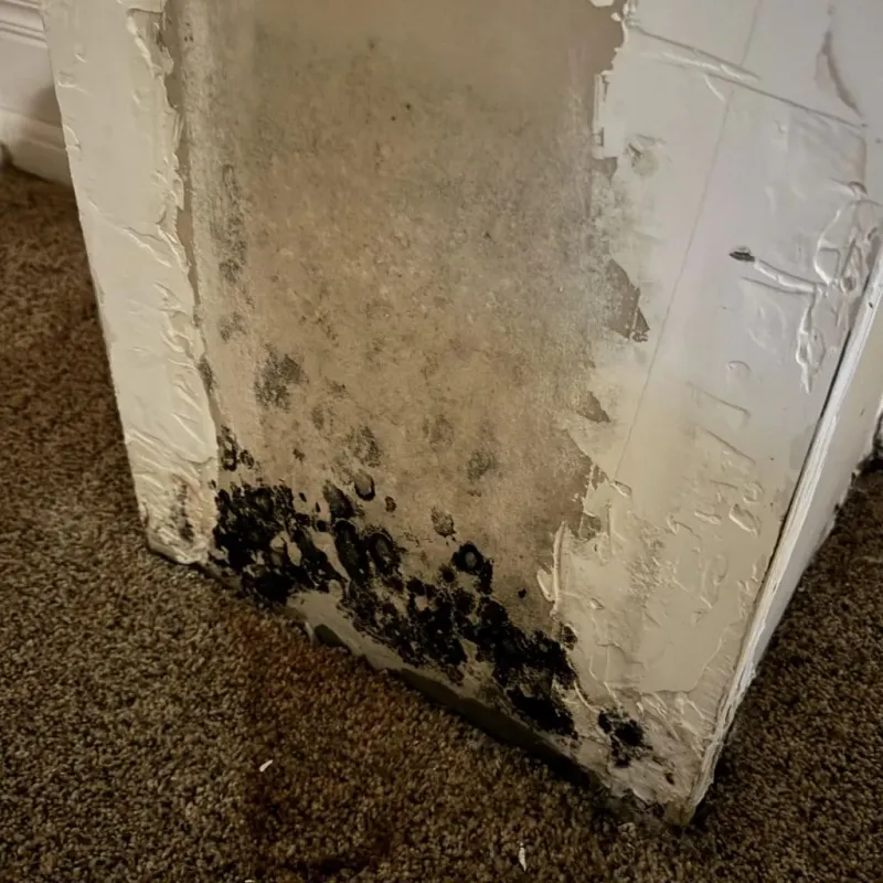 Professional Mold Removal in Sioux County, ND